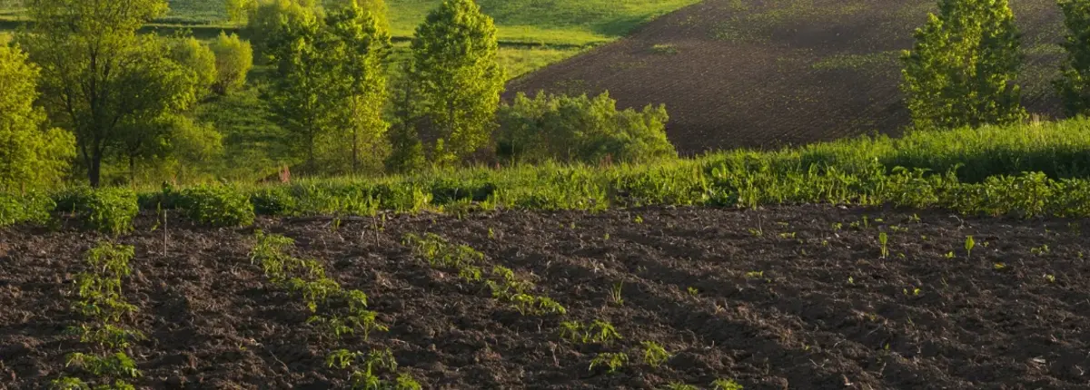 Основное изображение статьи