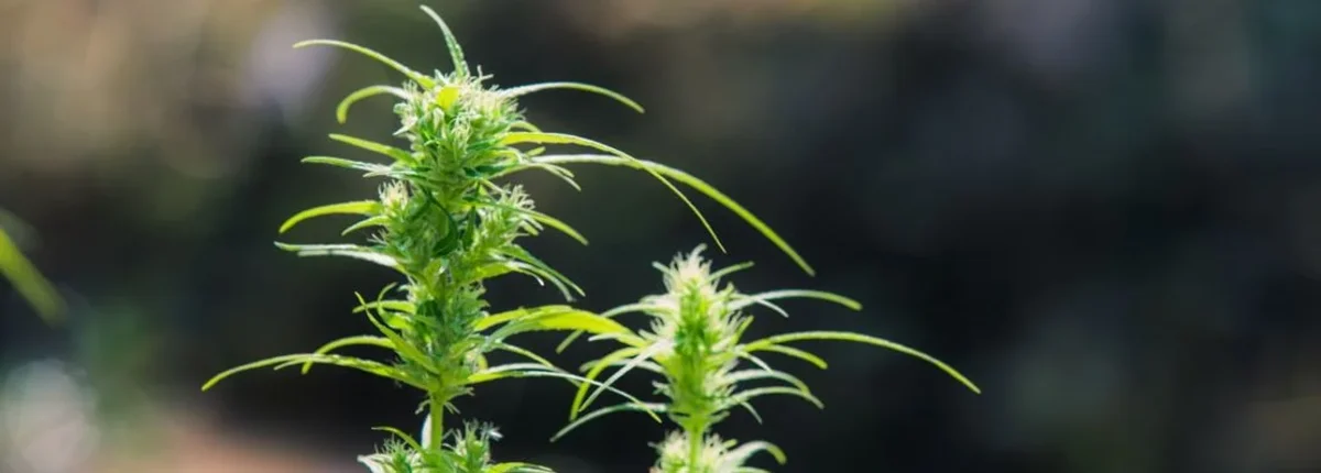 Основное изображение статьи