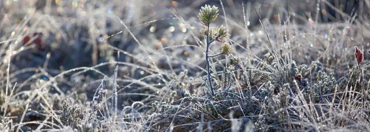 Основное изображение статьи