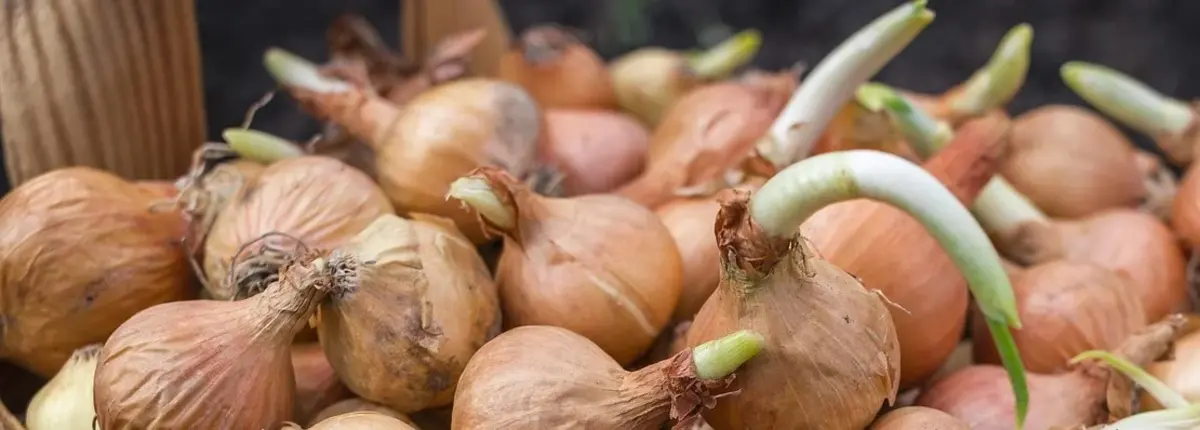 Основное изображение статьи