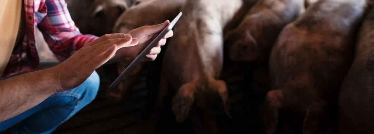 Основное изображение статьи