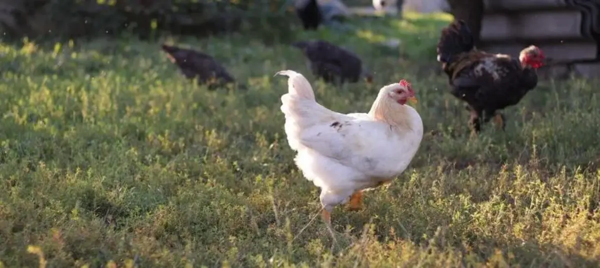 Основное изображение статьи