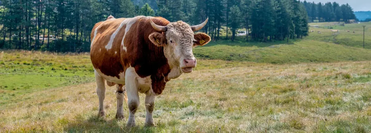 Основное изображение статьи