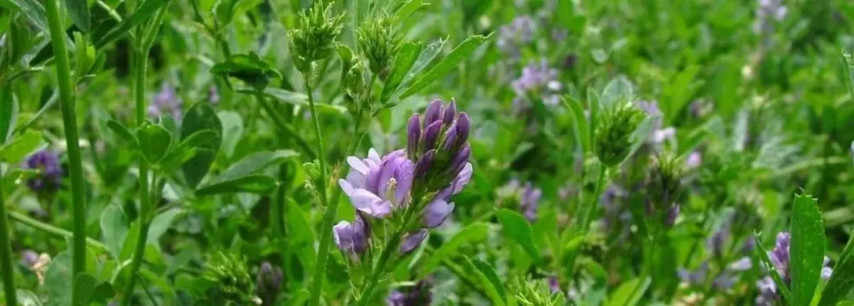 Основное изображение статьи