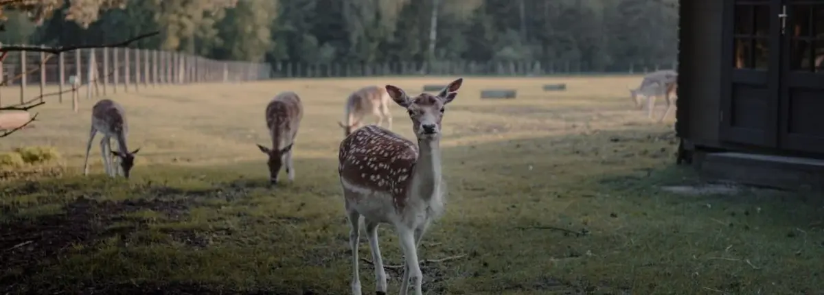 Основное изображение статьи
