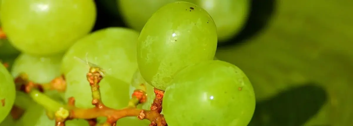 Основное изображение статьи